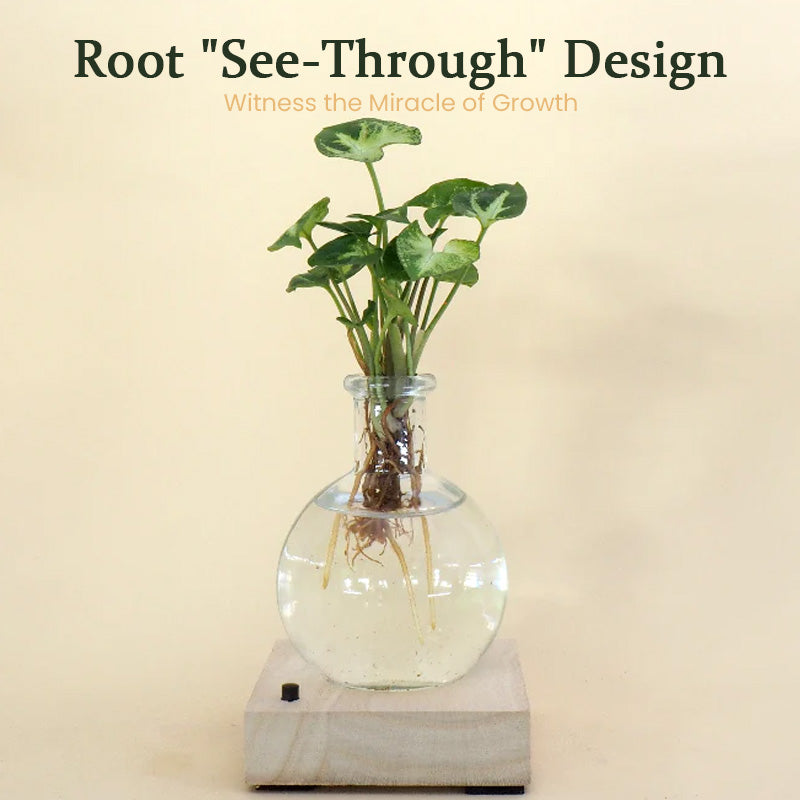Aura Hydro Lamp - LED Hydroponic Plant Vase with Light, Soil-Free Planter
