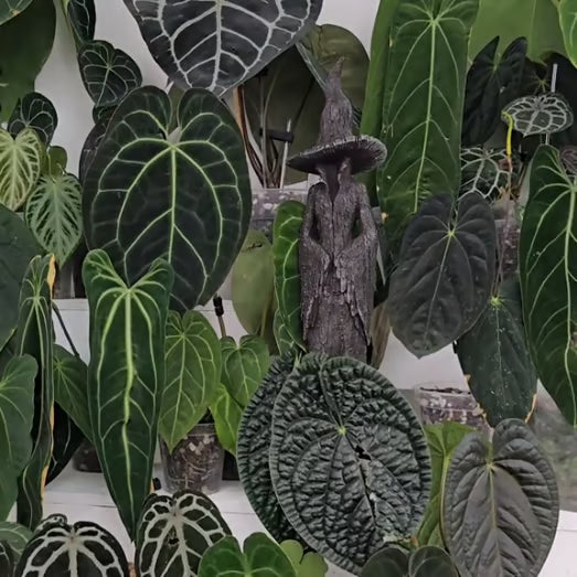 🧙‍♀️The Väktare av ditt hem | Den förtrollande häxstatyn - ohneen