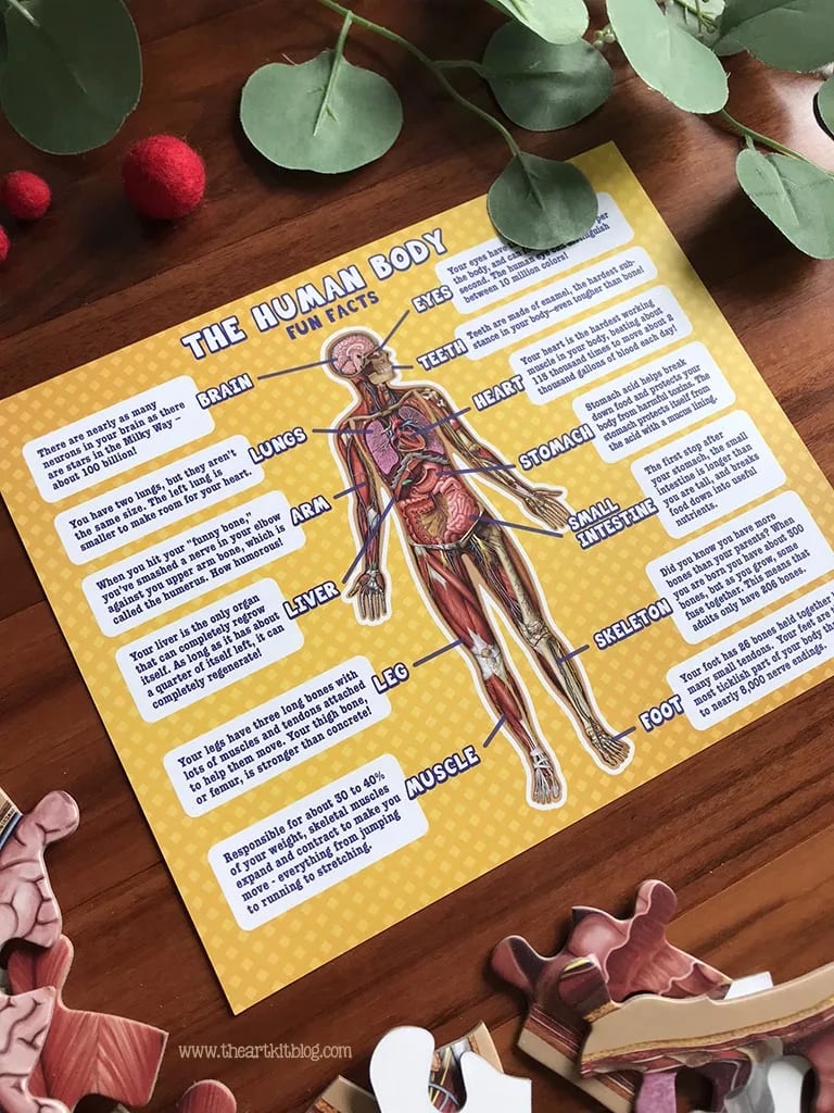 Golvpussel för barn med 100 bitar av människokroppen - ohneen