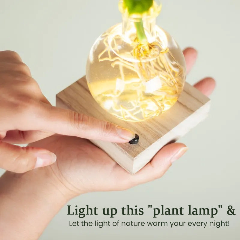 Aura Hydro Lamp - LED Hydroponic Plant Vase with Light, Soil-Free Planter